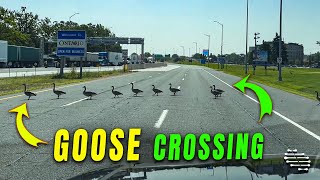 Tranquil Scene of Canadian Geese Crossing a Road