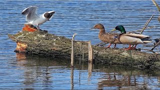 Чайка утки🦆и голубь🕊/Озера-Ольгин пруд в Петергофе Санкт-Петербург