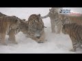 Tigers vs drone siberian tigers destroy drone  abc news