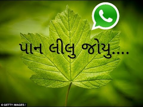 Pan lilu jo gujarati song mp3 free download agrodarelo Pan lilu jo gujarati song mp3 free download agrodarelo