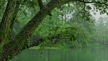 The beautiful little lake is raining(159) , sleep, relax, meditate, study, work, ASMR