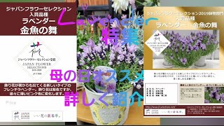 母の日オススメ❗lavender 💜 特集❕2019…2020Japan Flower Selection