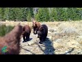 Mama bear and 3 cubs mess with trail camera three different times