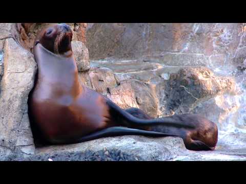 Video: Pet Scoop: Twin Sea Lion Född på SeaWorld, Nya Kattunge Cam Rivals Populära Valp Cam