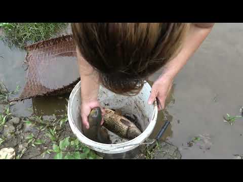 Girl catch big fish in the dense grass, Catch many fish, Survival fishing