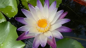 Nuôi cá hồ xi măng 2019 - Hoa súng và cá ( Cá bảy màu và cá hồng kim)