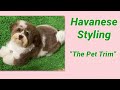 Havanese Puppy Trim