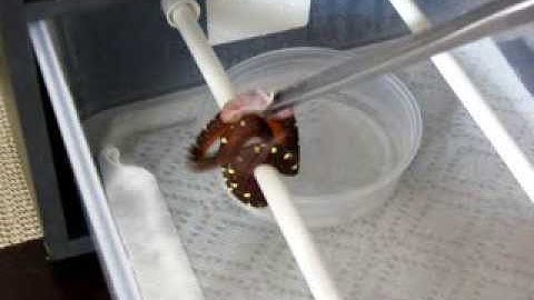 How to Feed a Baby Green Tree Python (p.2)