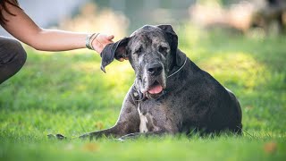 Great Dane and Canine Water Sports Splashing Fun by Great Dane USA 15 views 3 days ago 3 minutes, 49 seconds