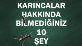 Karıncaların Yaşamı Hakkında Bilinmeyen Ilginç Bilgiler