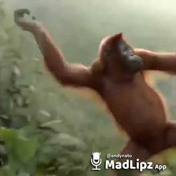 Histori wa monyet besok libur