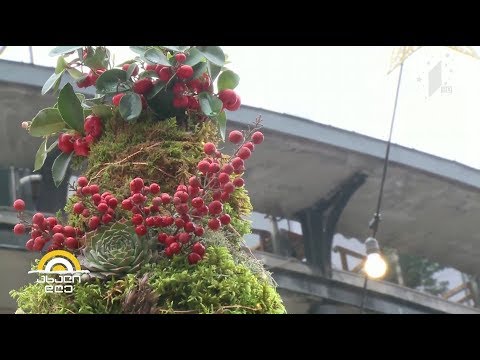 #ახალიდღე საახალწლო ნაძვის ხეების ფესტივალი