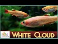 All About White Cloud Minnows: Little Golden Beauties! 