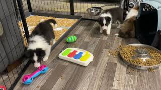 1-10-2024 by Riverbend Shelties 206 views 3 months ago 21 minutes