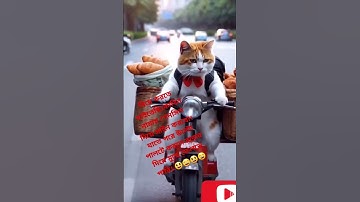 Thumbnail of dill ka maria.. #patlikamariyamorhaihai #shortvideo #song #billibolimeow#cuteanimal #indian