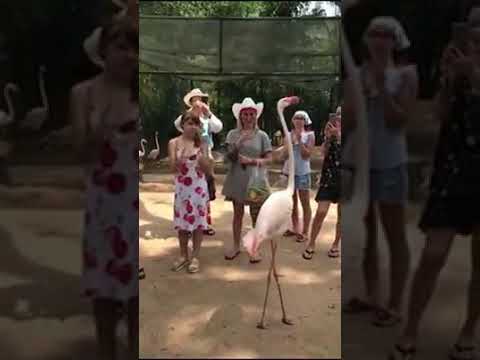 مشياني وعم تتدلع