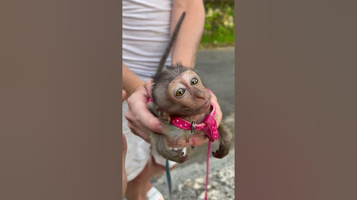 Первый раз увидела такую маленькую обезьянку #bali #shorts #monkey