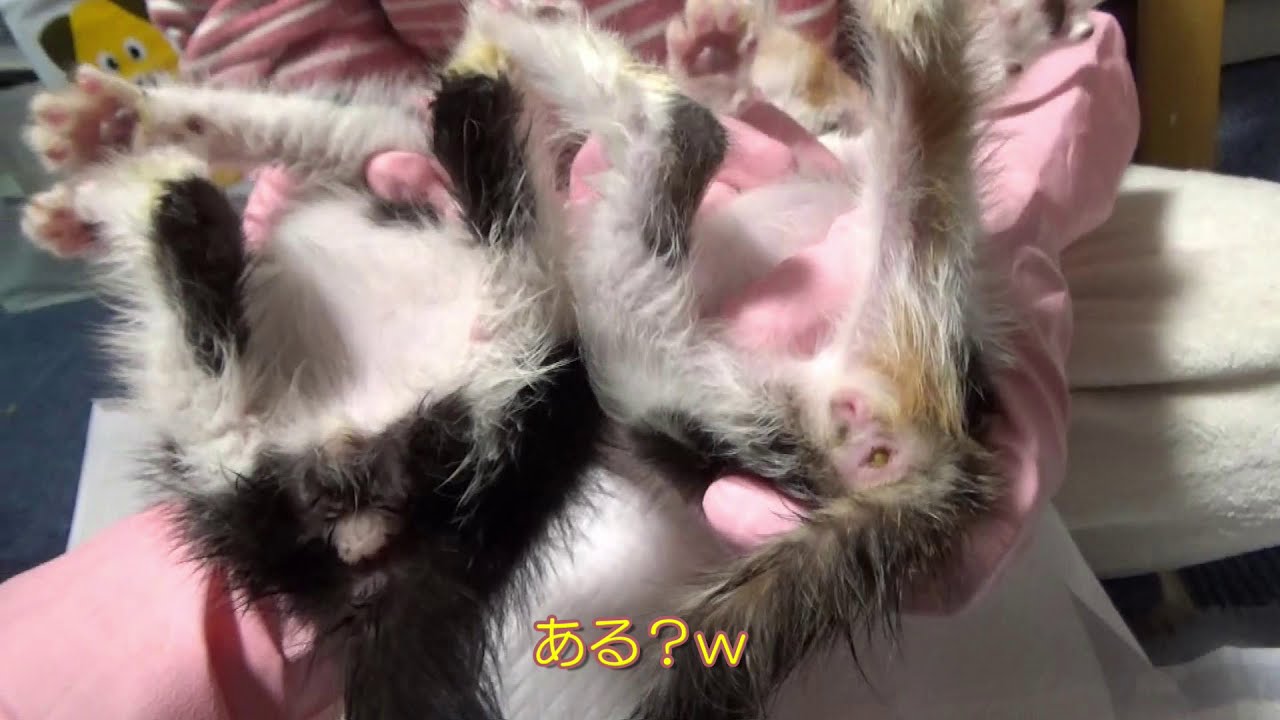 子猫のオス メスの見分け方 Youtube