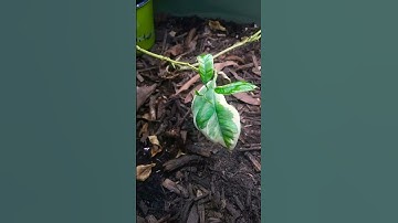 Variegated pink Eureka Lemon tree coming back after a complete winter leaf drop🙏🙏🙏