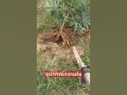 อุปกรณ์ถอนหมั้นสำปะหลัง #เกษตรอินทรีย์ #ผักปลอดสารพิษ #คนเลี้ยงวัว #โซ ... อุปกรณ์ถอนหมั้นสำปะหลัง #เกษตรอินทรีย์ #ผักปลอดสารพิษ #คนเลี้ยงวัว #โซ ...