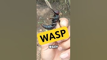 How to Kill Wasps Instantly with Just Soap Water #shorts