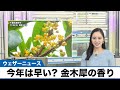 今年は早く感じる金木犀の香り 関東を中心に咲き始める