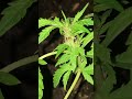 Cannabis plant rare genetics. Goblet of fire strain￼
