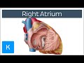 Right Atrium - Location, Anatomy & Function - Human Anatomy | Kenhub