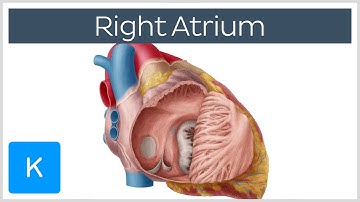 Right Atrium - Location, Anatomy & Function - Human Anatomy | Kenhub