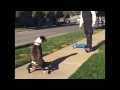 Best Dog Training Dallas Best Dog Training Dallas