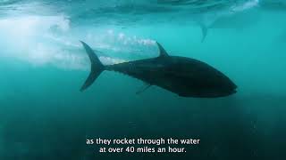 Atlantic Bluefin Tuna Return to Guernsey | The Blue | Learn about MarineLife in the Channel Islands