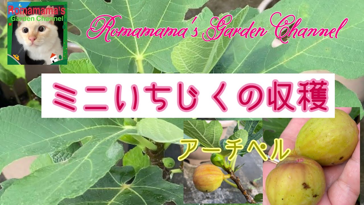 ミニいちじくの収穫 #アーチペル #いちじく #ガーデニング - YouTube