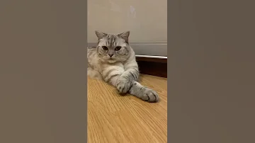 Почему нельзя бить кота