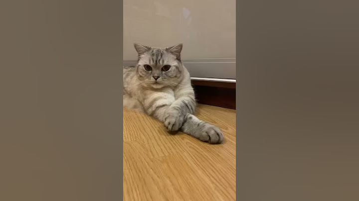 Почему нельзя бить кота