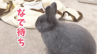 なでなで→ほりほり→ダッシュを何度も繰り返すうさぎさん。飼い主の前に止まってなでなでを待つ姿がかわいすぎました【No.217】