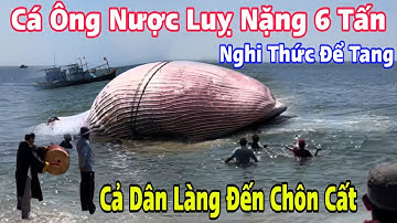 Điềm Báo Tới Rồi Ư? Cá Ông(Ông Nược)Nặng 6 Tấn Bị Luỵ Chết Trôi Dạt Vào Bờ Biển Tuy Phong Ninh Thuận