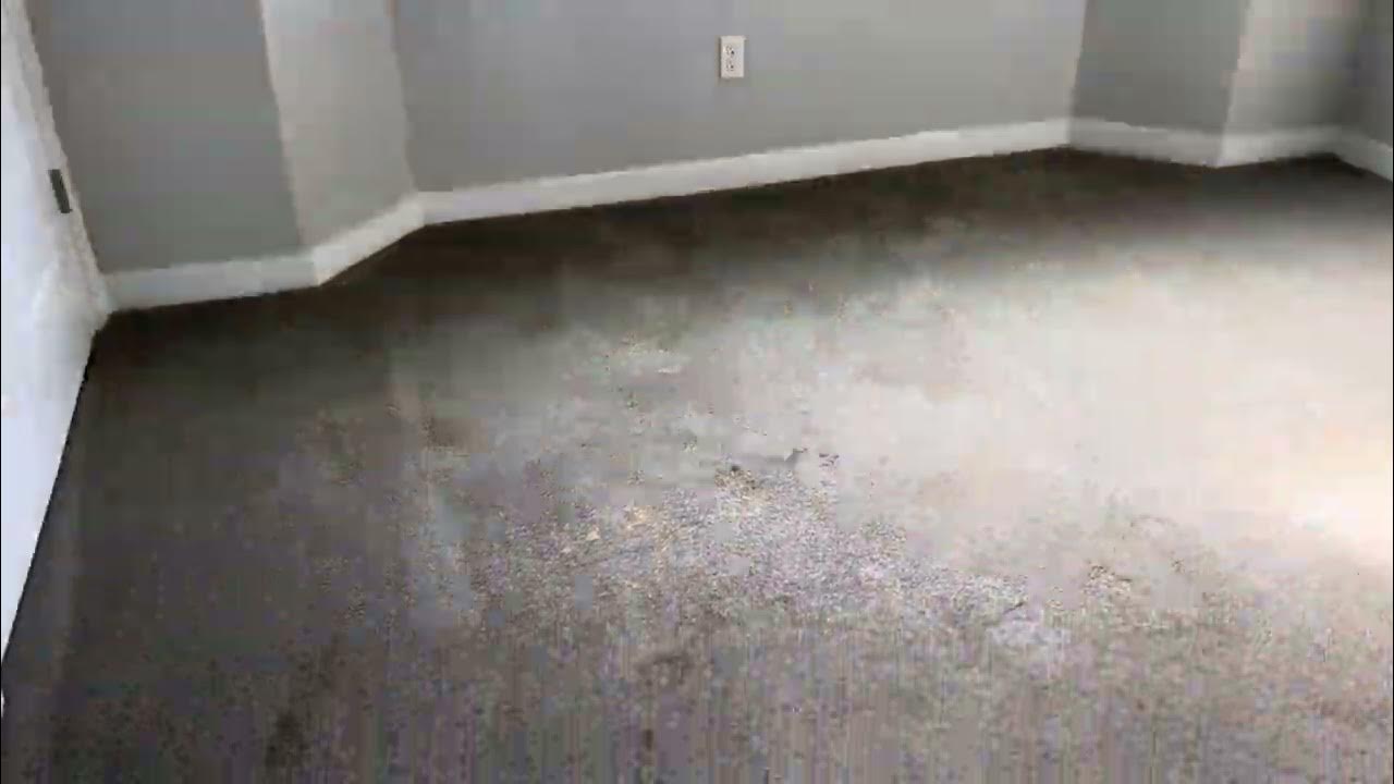 Carpet Bleach, Paint, Pet Urine & Vomit Stains YouTube