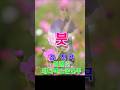 붓 강진곡 #허벌란 #테너색소폰연주 미스트롯 양지은 인생곡 영탁,황영웅 커버곡 #shorts