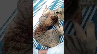 #cat #video #catshorts #funny #shortsvideo #shorts #shortsfeed #cats #cuddling