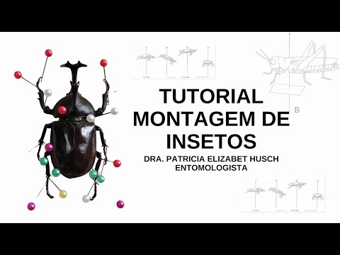 Tutorial para montagem de insetos vídeo 1