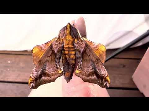 The beautiful Small-Eyed Sphinx Moth