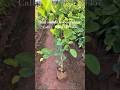 Red sandalwood plant Available supplier wholesale 🪴#supplier #redsandalwood All India delivery