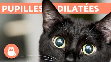 Quelle maladie peut rendre un chat aveugle ?