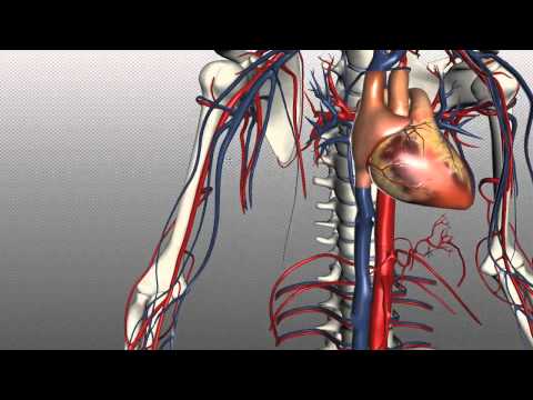 Veins of the body - PART 1 - Anatomy Tutorial