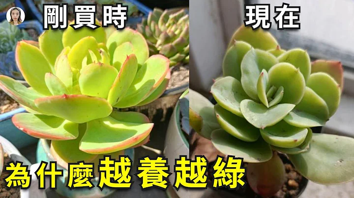 多肉植物徒长|多肉买回来越养越变丑，原因有4个，最后1个最可怕，希望你家没有|succulent plants|花花世界 - 天天要闻