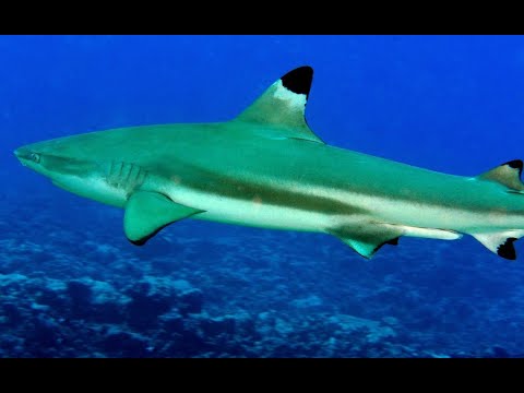 Black Tip Reef