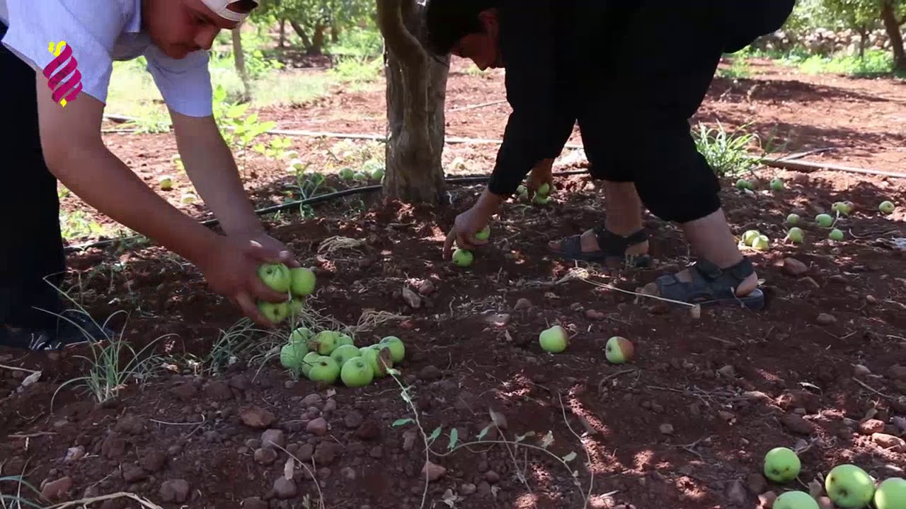 البراق || تقرير حول محصول التفاح في بلدة 