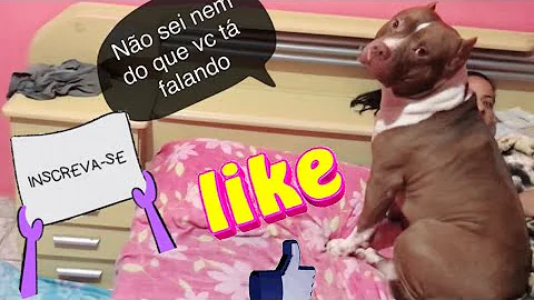 Porque não ter um pit bull?