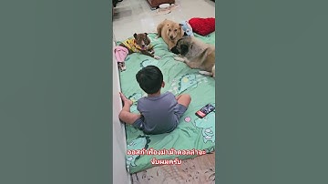 Thumbnail of ออสก้าฟ้องม่าม๊าดอลล่าจะงับผมครับ.#ซูซิหมาพิการเดินไม่ใด้ #หมาแสนรู้ #หมาน่ารัก #dog #patlove #cute