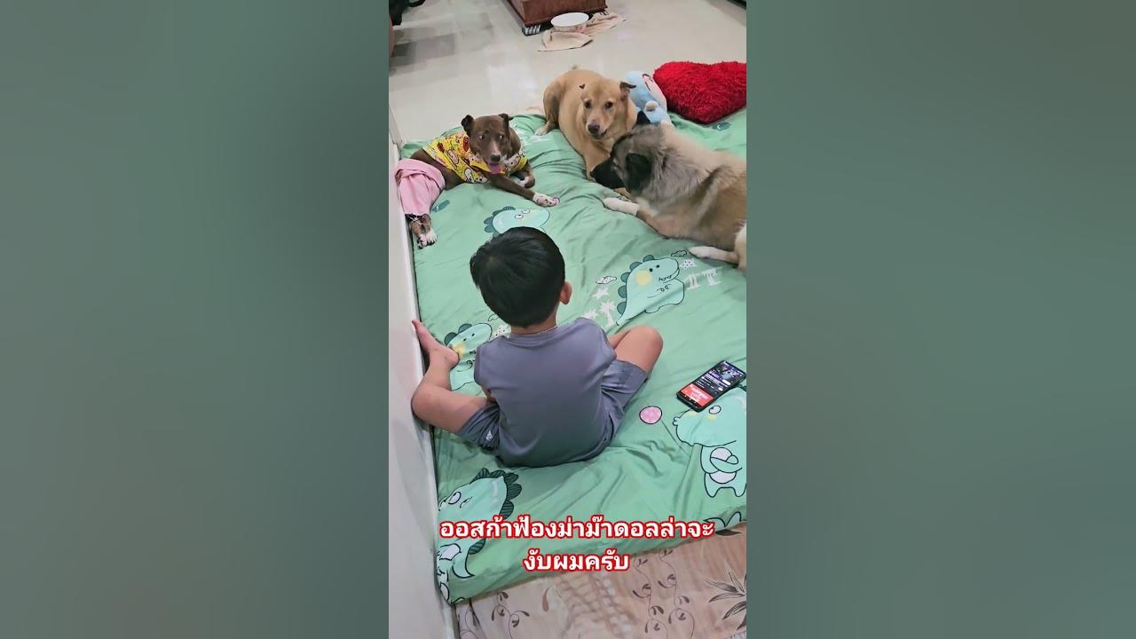 ออสก้าฟ้องม่าม๊าดอลล่าจะงับผมครับ.#ซูซิหมาพิการเดินไม่ใด้ #หมาแสนรู้ #หมาน่ารัก #dog #patlove #cute